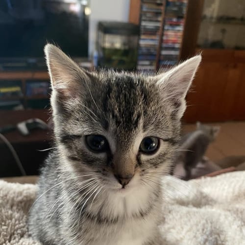 Sabine