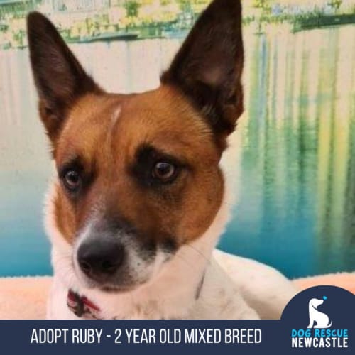 Ruby - 2 Year Old Mixed Breed (Trial)