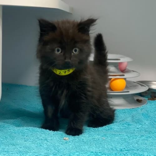 Loki