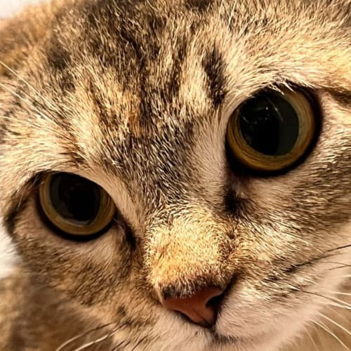 Lyla