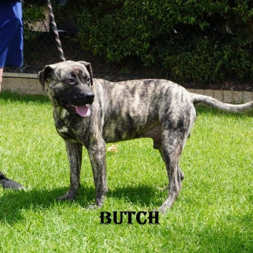 Butch