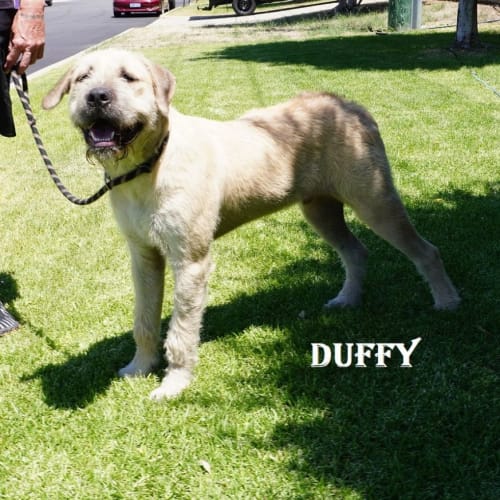 Duffy