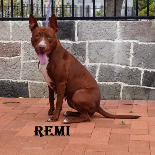 Remi