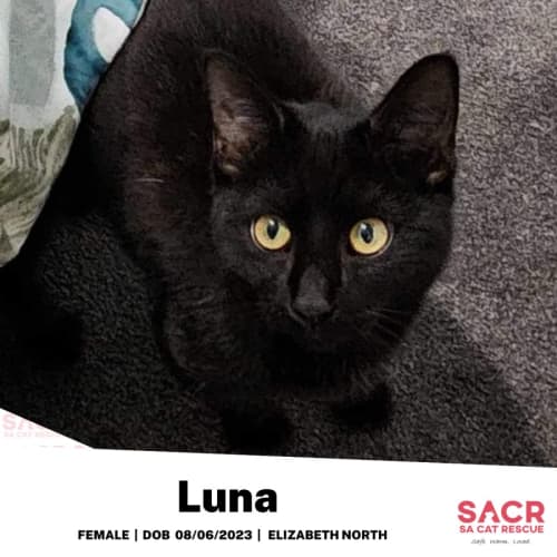 Luna 