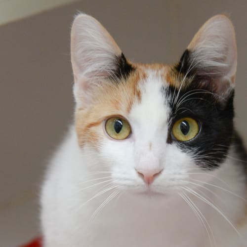 Margery