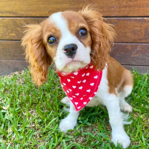 Georgie Boy