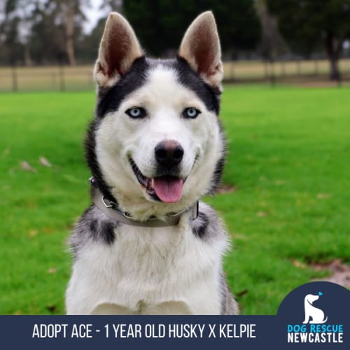 Ace - 1 Year Old Husky X Kelpie (Trial)