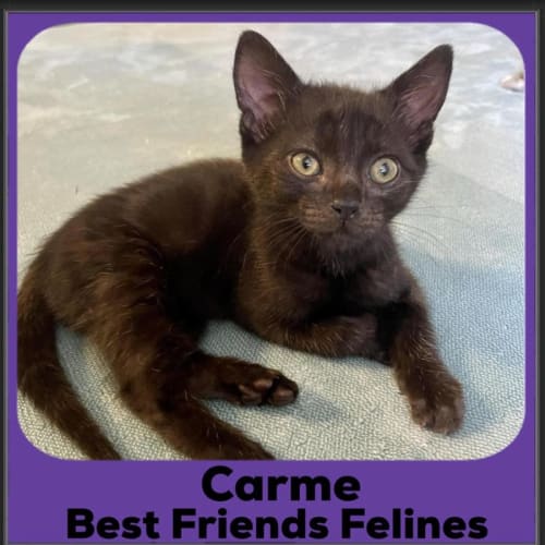 Carme 