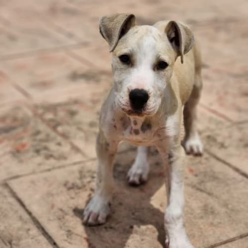 Hewie