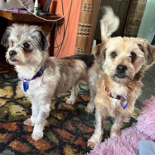 Magpie & Brownie💖Shih Tzu x JRT(On Trial 15/12/23)