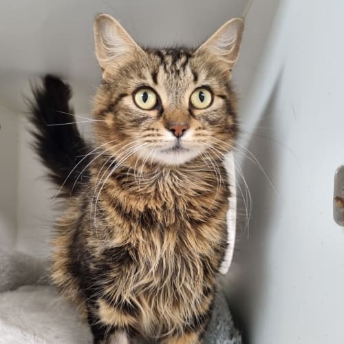 Delilah