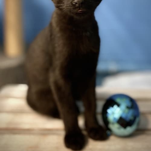 Jet