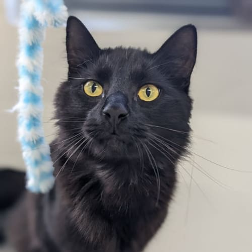 👾 Diggy F02685 👾