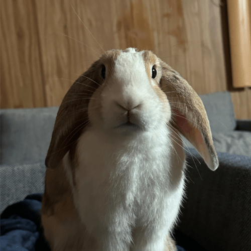 Doja (available PetStock Engadine)