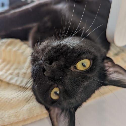 Salem