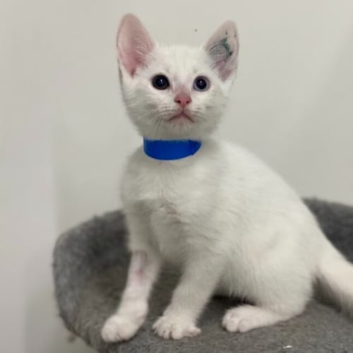 Bowie