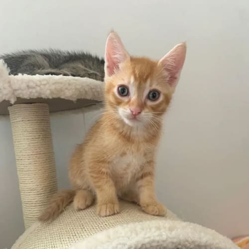 Peanut