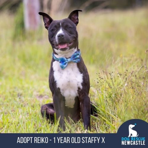 Reiko - 1 Year Old Staffy X (Trial)