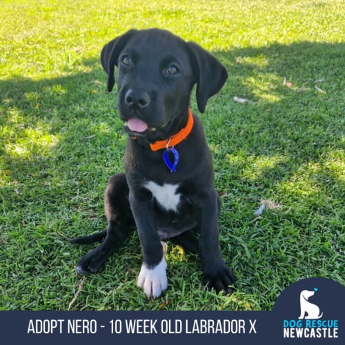 Nero - 10 Week Old Labrador X (Trial)