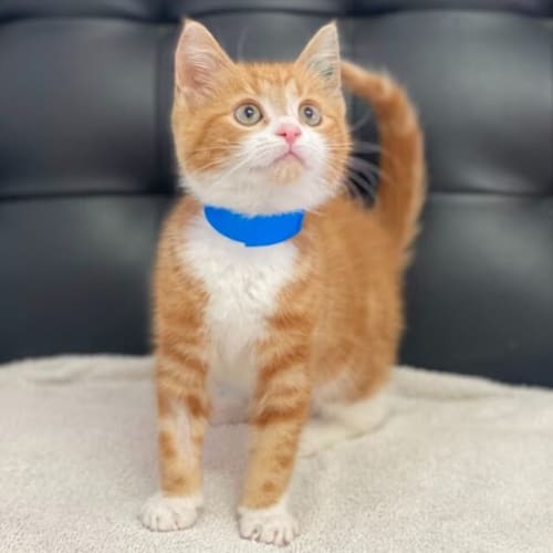 Ruby The Baby Cat