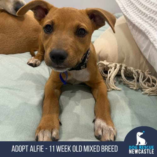 Alfie - 10 Week Old Mixed Breed (Trial)