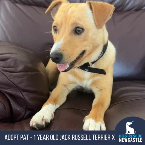 Pat - 1 Year Old Jack Russell Terrier X (Trial)