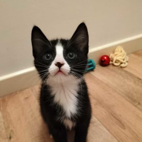 Frankie