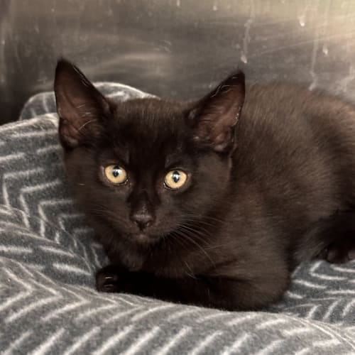 Binx