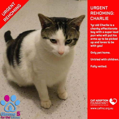 Charlie Private Rehoming No Charge!