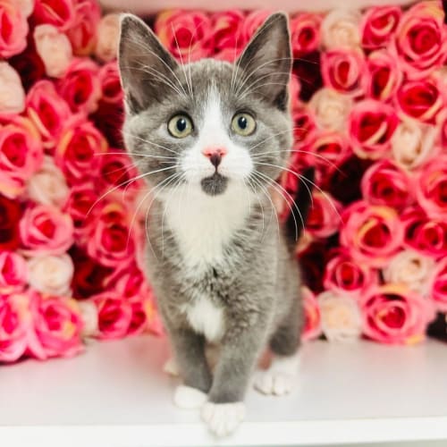 Claris - Located in Preston