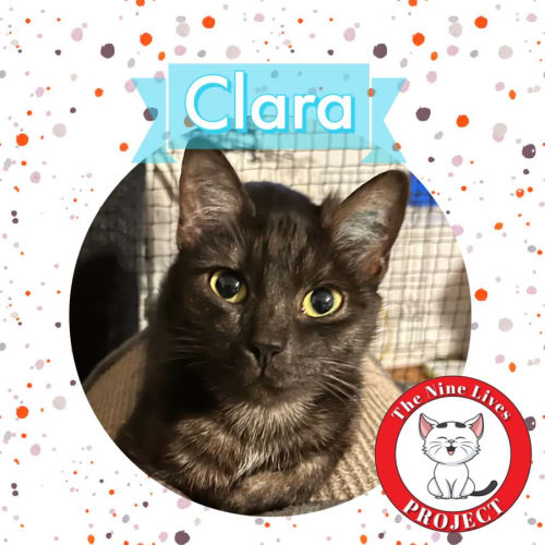 Clara *9 Lives Project Rescue*