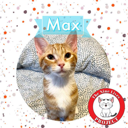 Max *9 Lives Project Rescue*