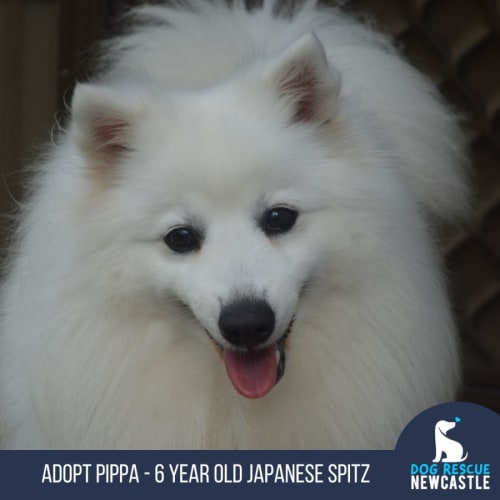 Pippa - 6 Year Old Japanese Spitz (Trial)