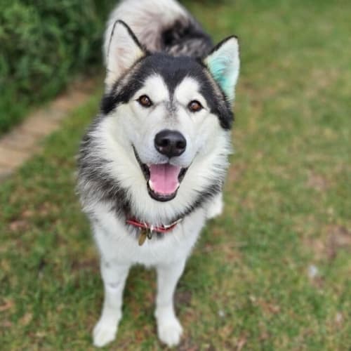 Apollo