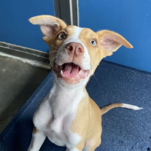 Nala
