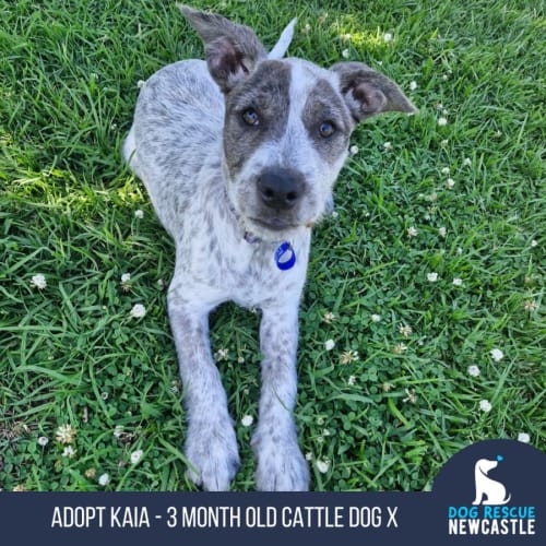 Kaia - 3 Month Old Cattle Dog X Wolfhound (Hold)