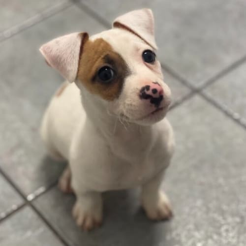 Baxter