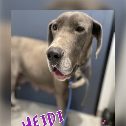 Heidi