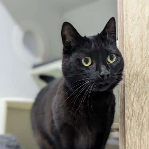 🩰 Bonnie F02703 🩰