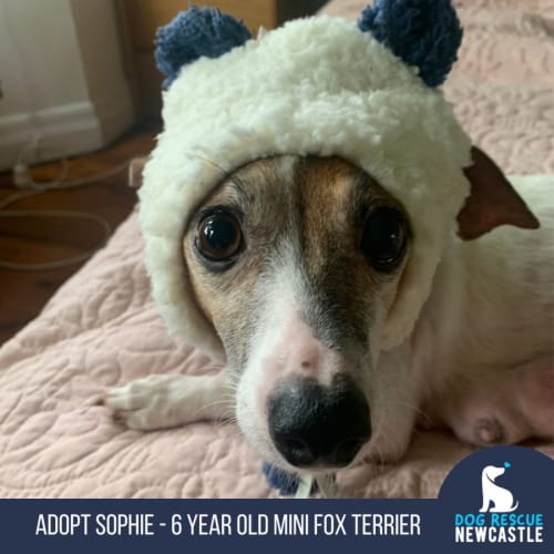Sophie - 6 Year Old Miniature Fox Terrier (Hold)