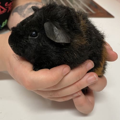 Oreo