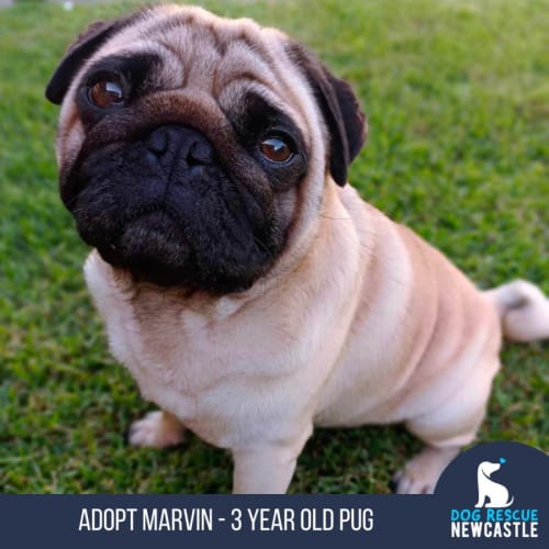 Marvin - 3 Year Old Pug (Trial)