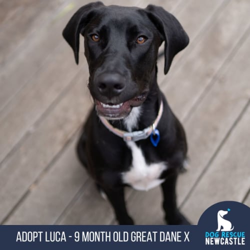 Luca - 9 Month Old Great Dane X (Trial)