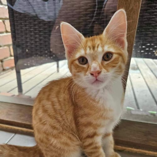 Narla meet me at Petstock Dandenong store