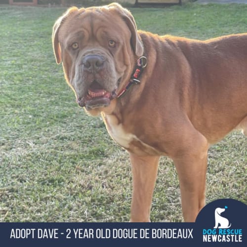 Dave - 2 Year Old  Dogue De Bordeaux (Trial)