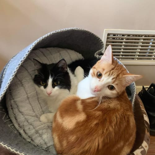 Merlyn (orange and white)
