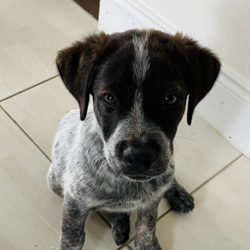 Bizza - 10 Week Old Cattle Dog X (Trial)