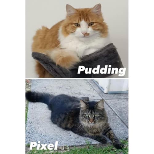 10250 & 4781 - Pudding & Pixel