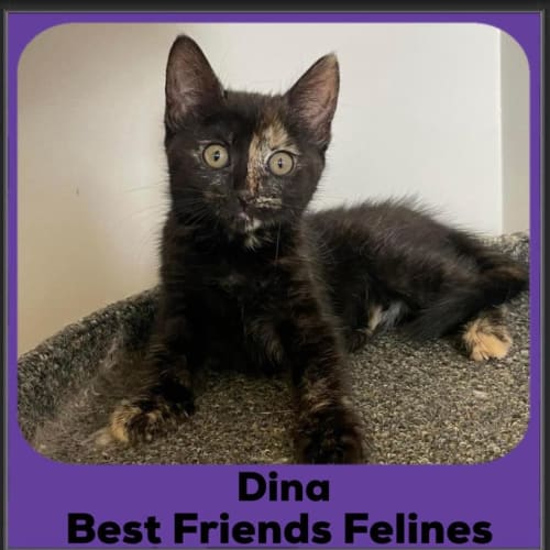 Dina