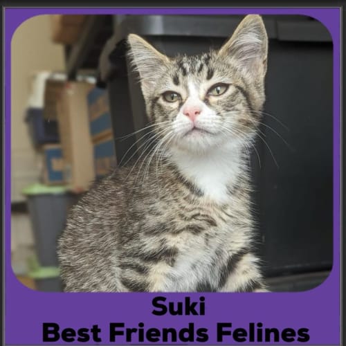 Suki 